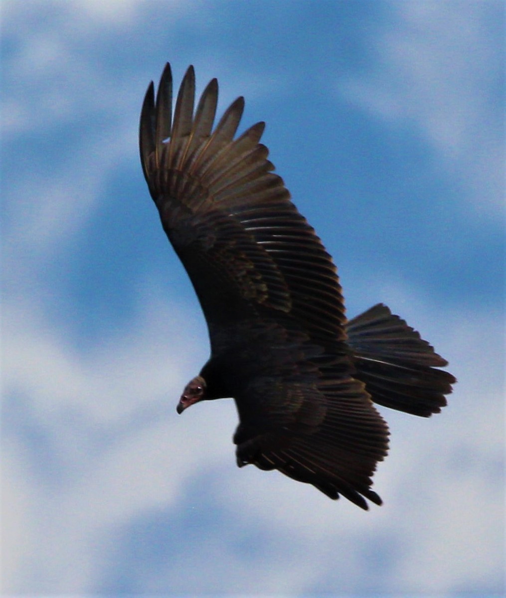 Lesser Yellow-headed Vulture - Jeffrey McCrary