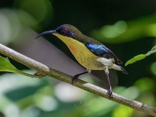  - Metallic-winged Sunbird (Luzon)