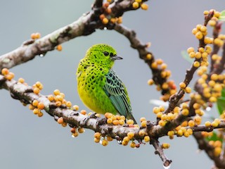  - Yellow-bellied Tanager