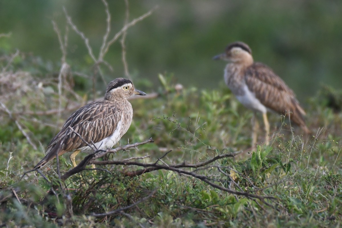Double-striped Thick-knee - Carlos V. Sucre