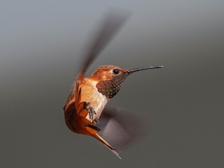  - Rufous Hummingbird