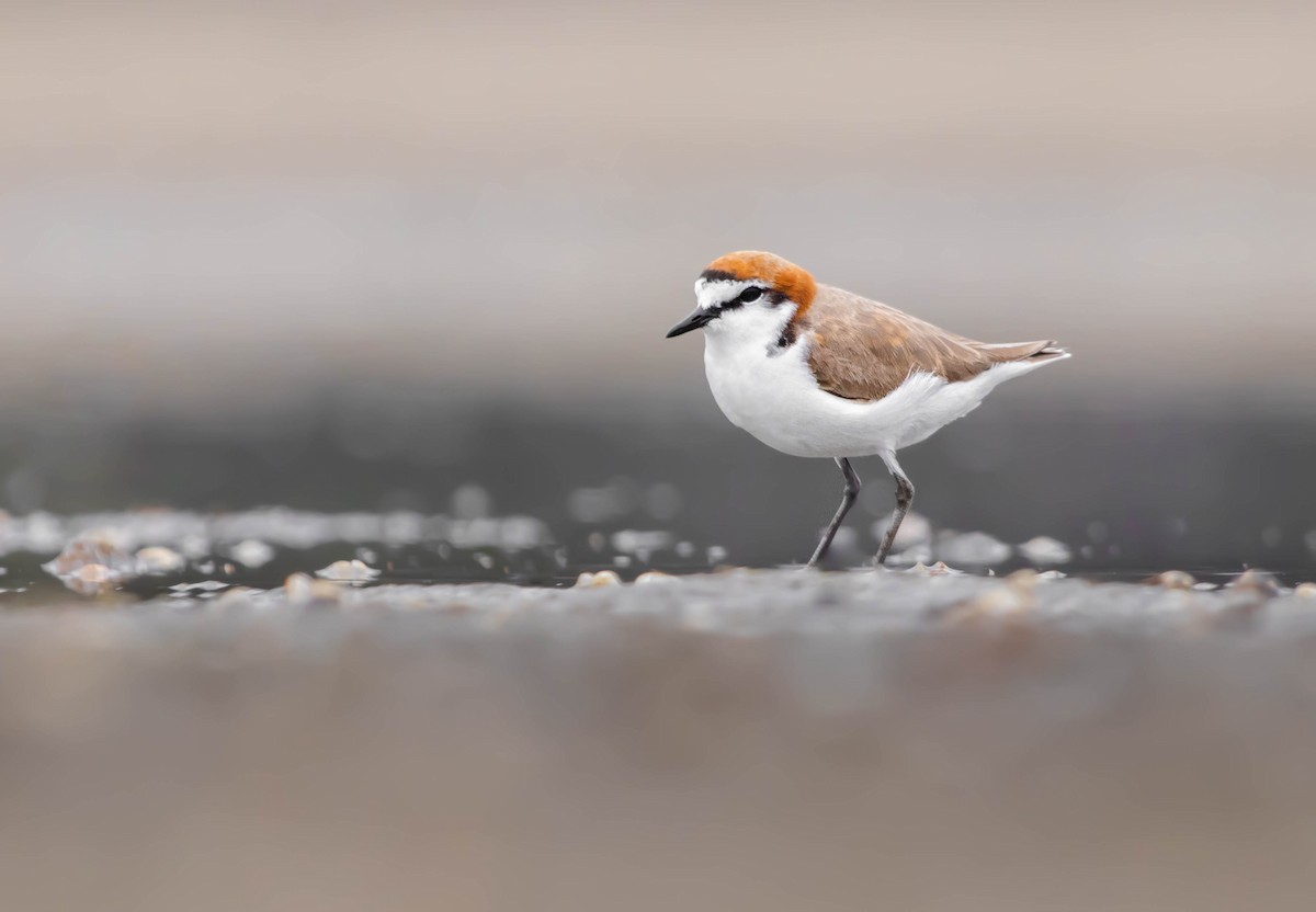 Red-capped Plover - ML303570671