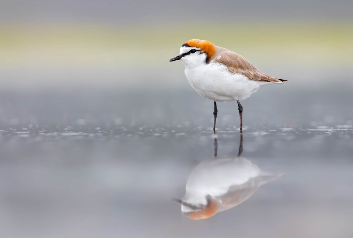 Red-capped Plover - ML303570691