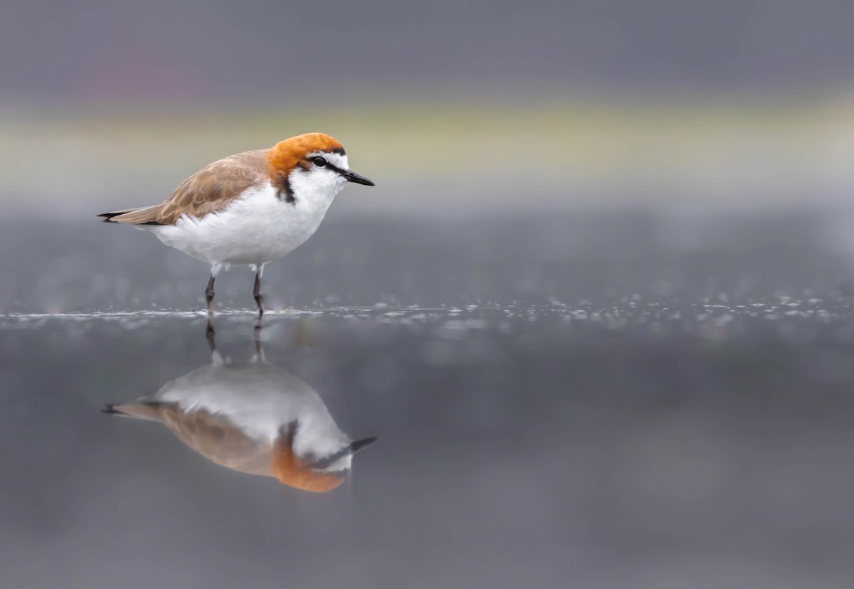Red-capped Plover - ML303570701