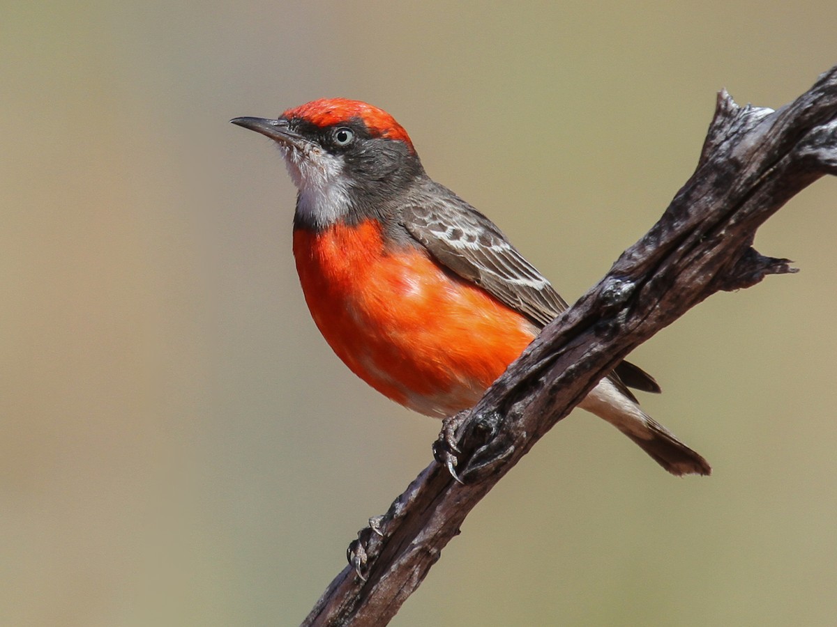 Crimson Chat - Epthianura tricolor - Birds of the World