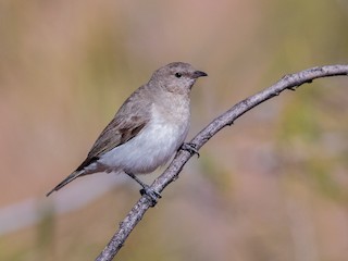  - Gray Honeyeater