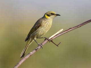  - Gray-fronted Honeyeater