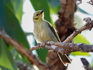  - Yellow-tinted Honeyeater