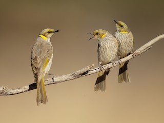  - Yellow-plumed Honeyeater