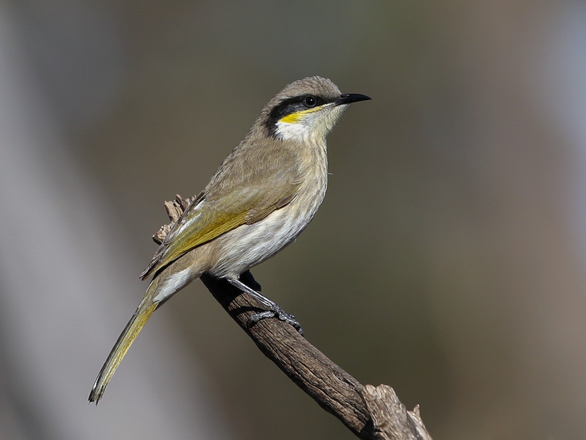 Singing Honeyeater - Gavicalis virescens - Birds of the World