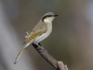  - Singing Honeyeater