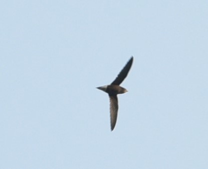 Brown-backed Needletail - ML303575441