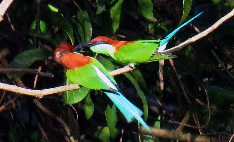 Rufous-crowned Bee-eater - ML303575491