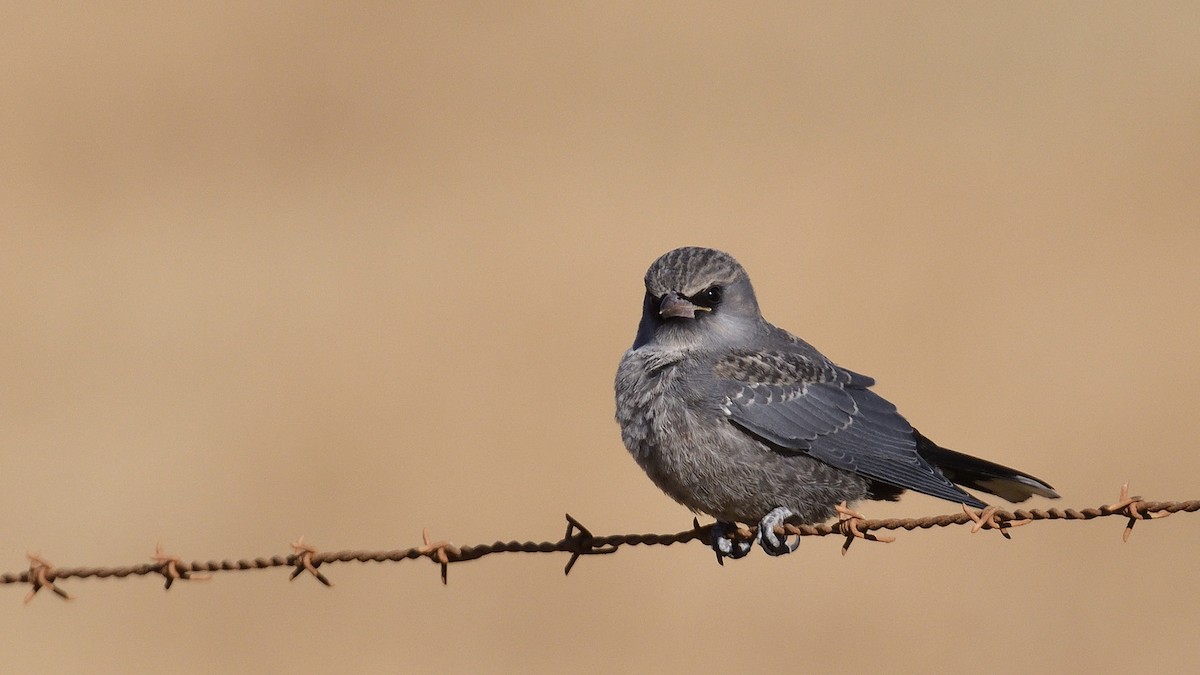 Black-faced Woodswallow - ML303577101