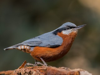  - Chestnut-bellied Nuthatch