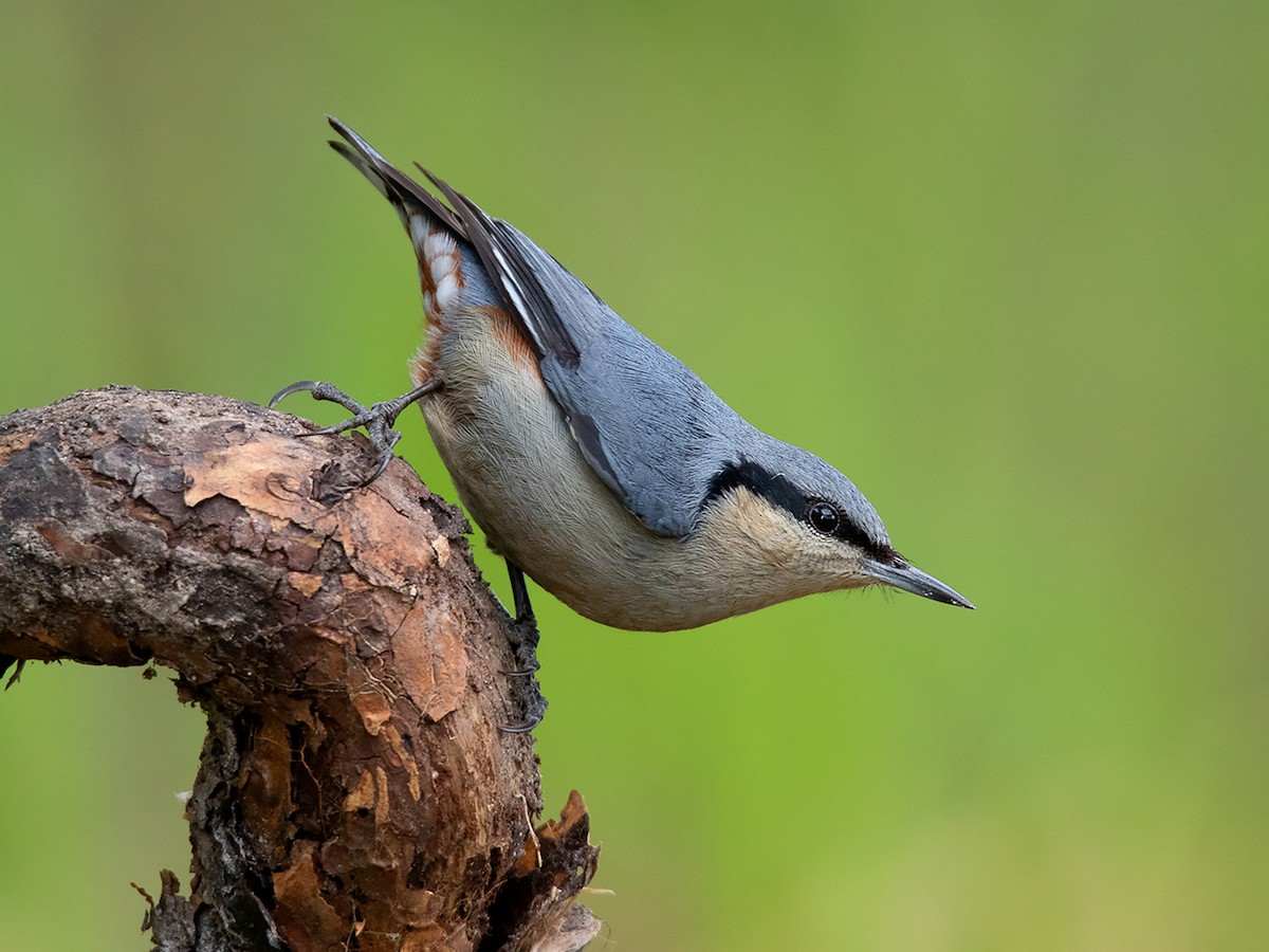 Chestnut-vented Nuthatch - Sitta nagaensis - Birds of the World