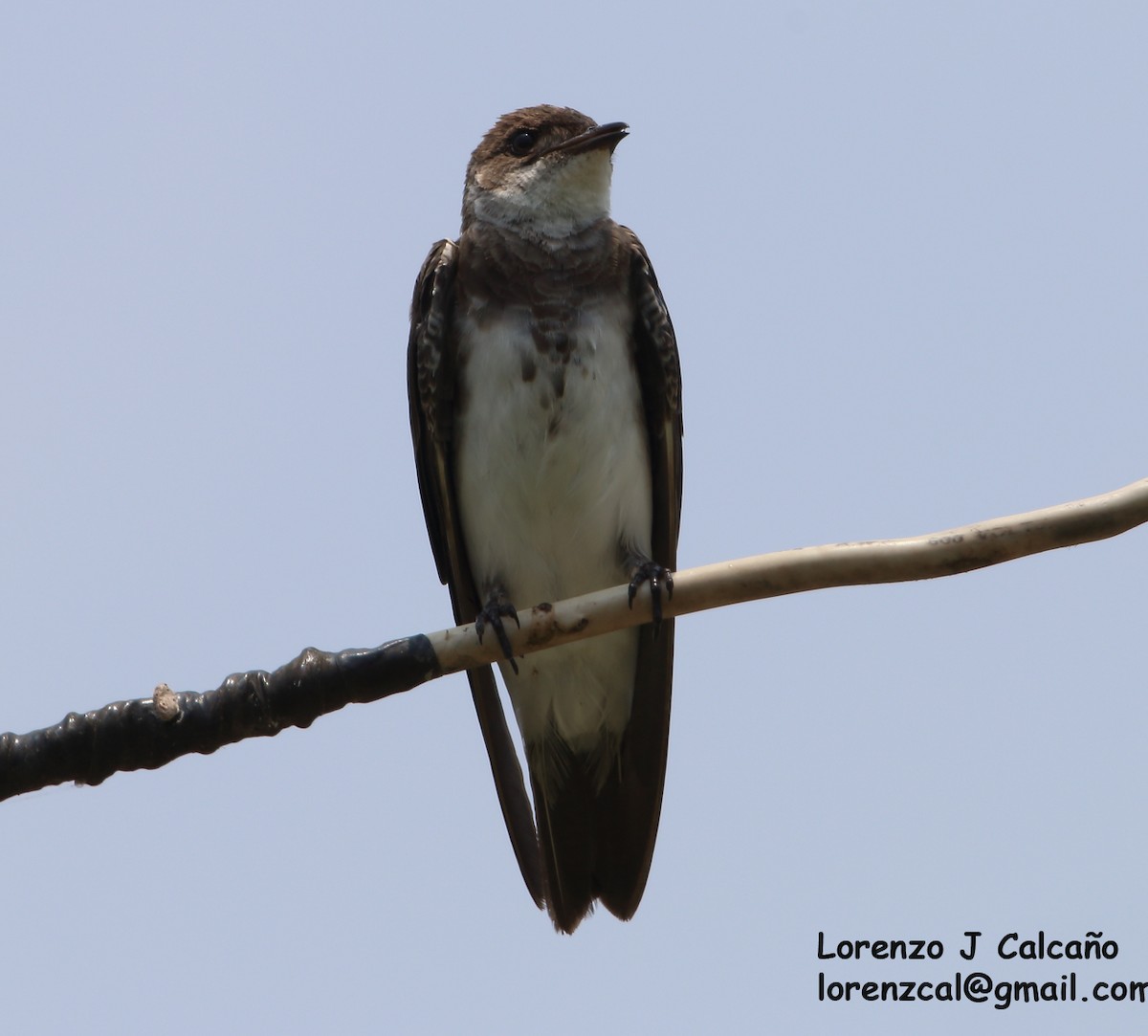 Brown-chested Martin - ML303579771