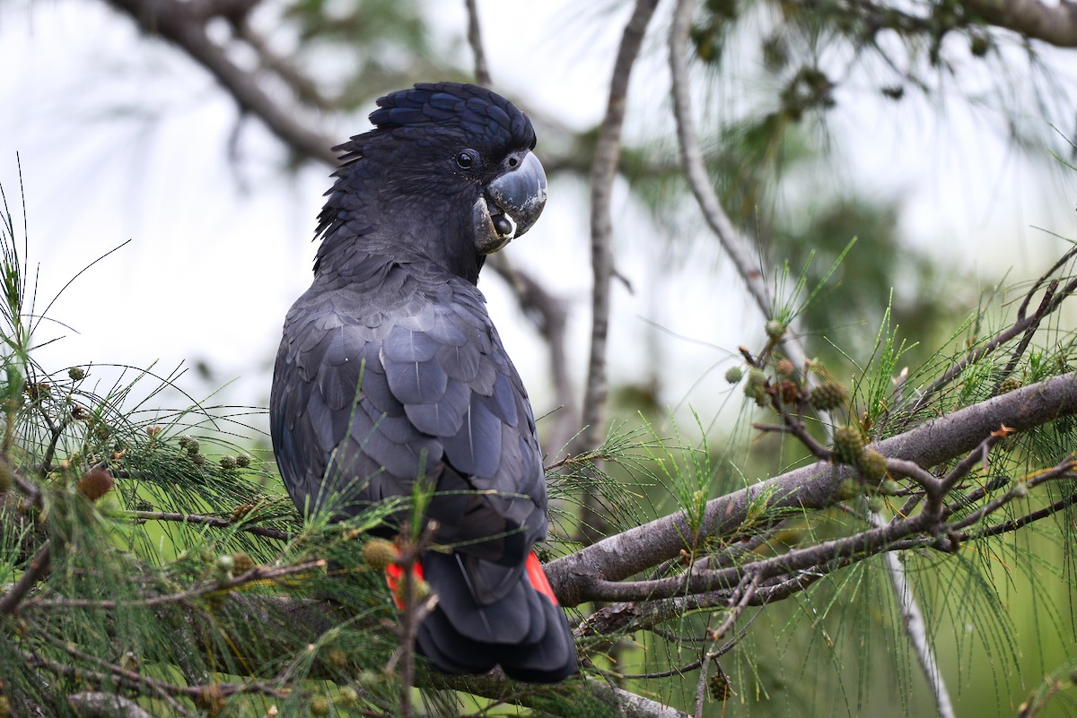 Red-tailed Black-Cockatoo - Harn Sheng Khor