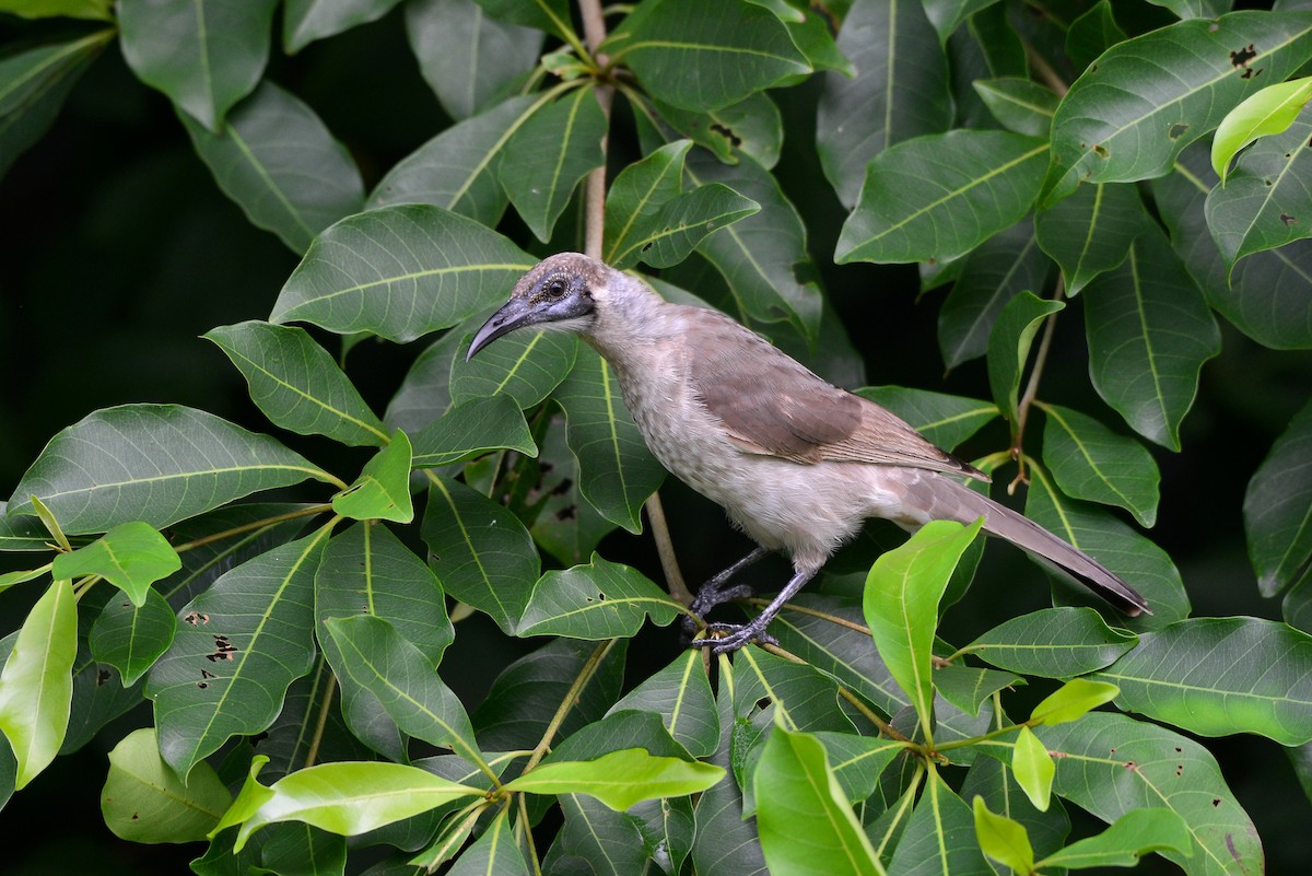 Little Friarbird - Harn Sheng Khor