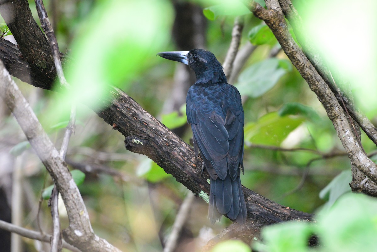 Black Butcherbird - Harn Sheng Khor