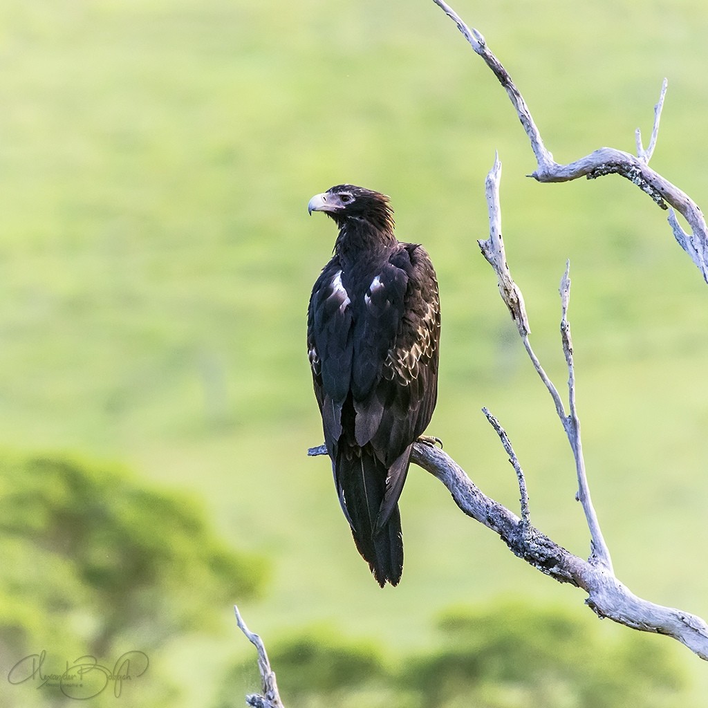 Wedge-tailed Eagle - Alexander Babych