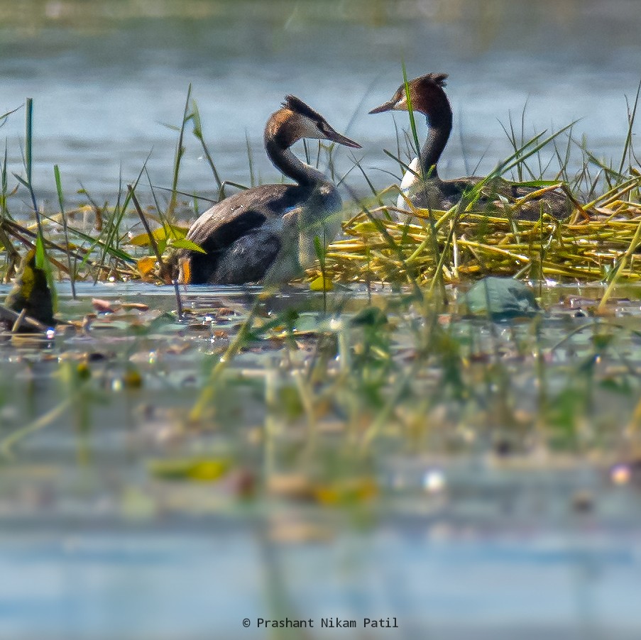 Great Crested Grebe - ML303587541