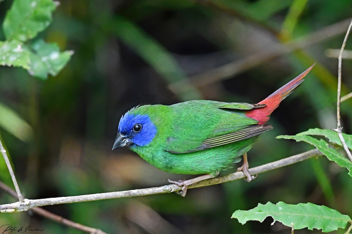 Blue-faced Parrotfinch - Peter Waanders