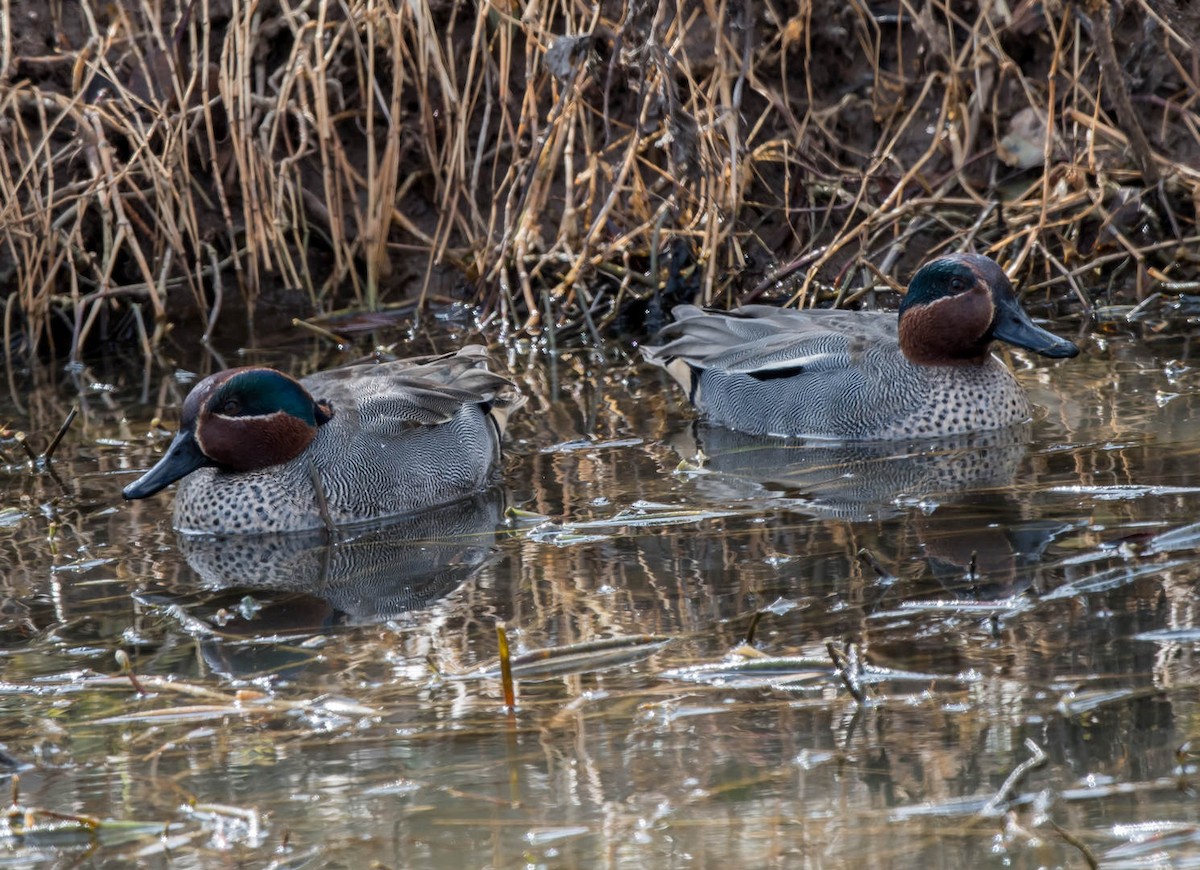 Green-winged Teal - ML303596791