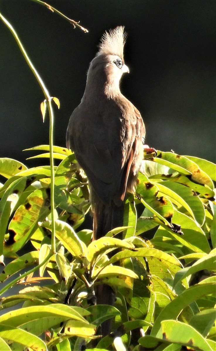 Speckled Mousebird - ML303599231
