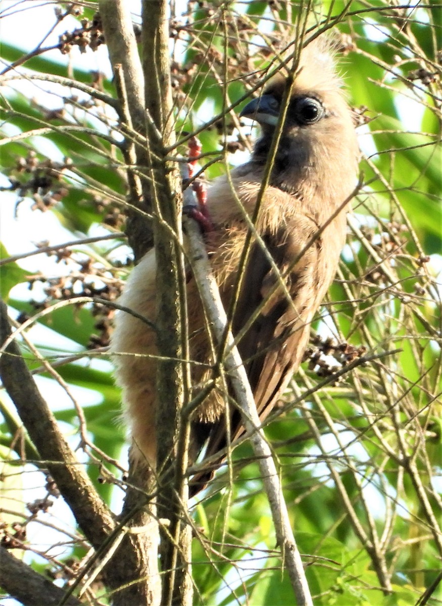 Speckled Mousebird - ML303599241