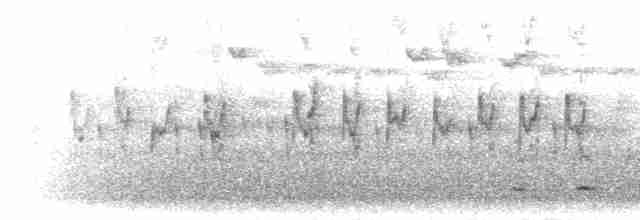Chevêchette australe - ML303602