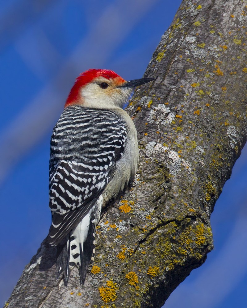 Red-bellied Woodpecker - ML303603551