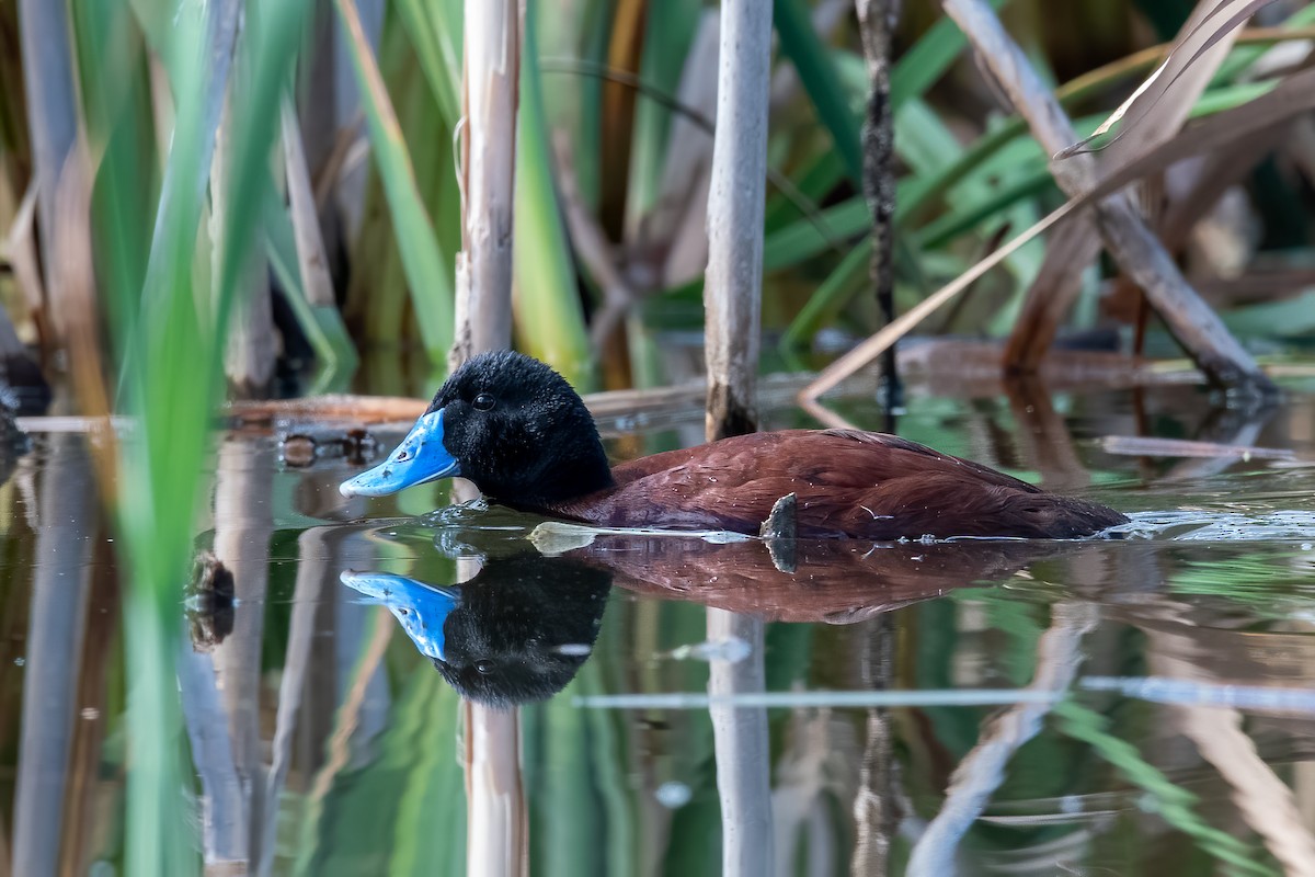 Blue-billed Duck - Cary Lewis