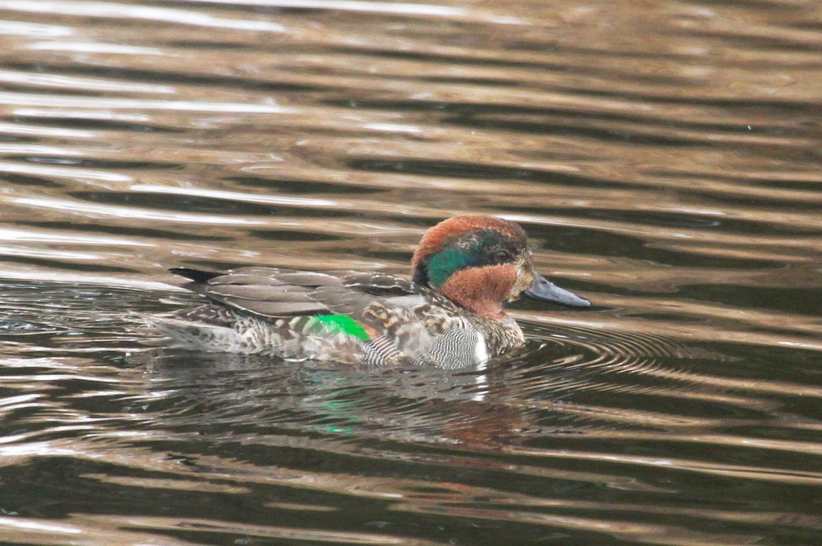 Green-winged Teal - ML303608011