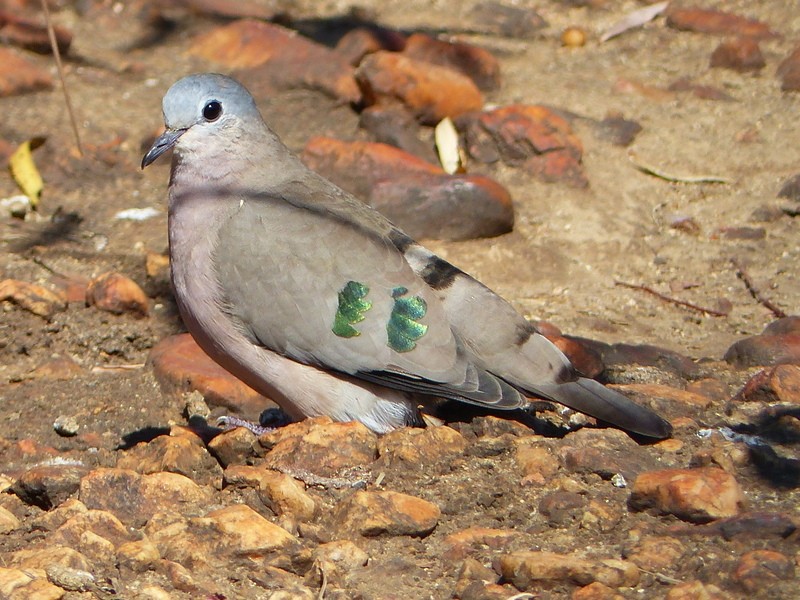 Emerald-spotted Wood-Dove - ML30360981