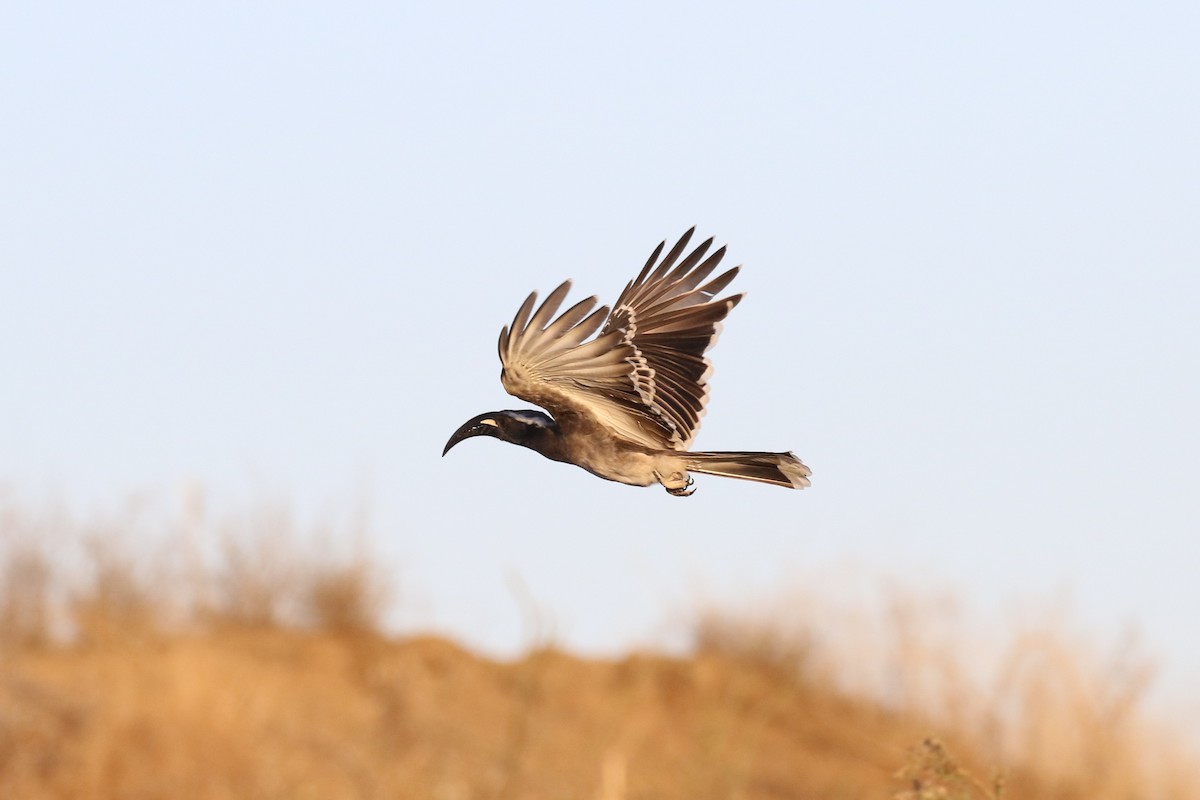 African Gray Hornbill - ML303610641