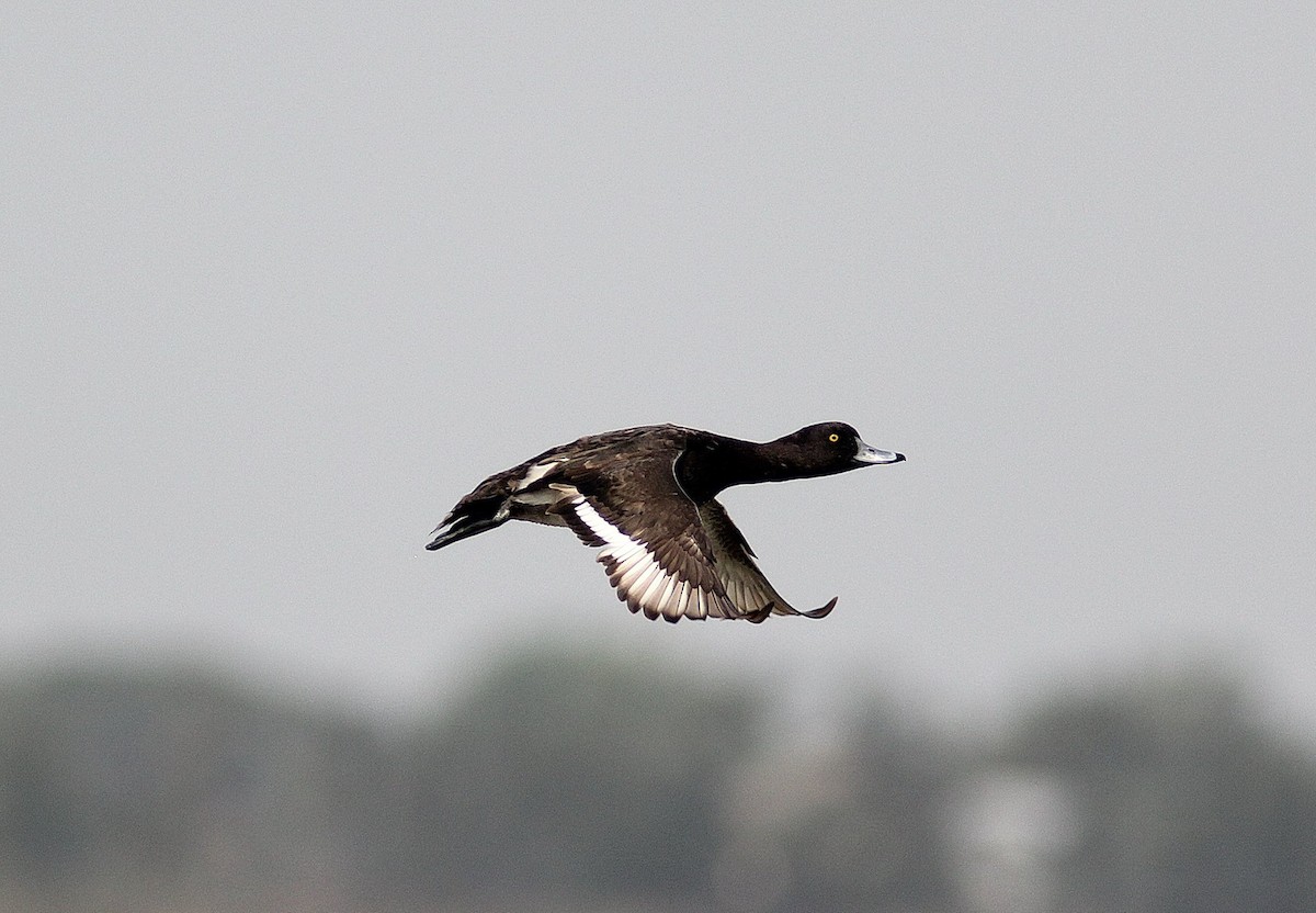 Tufted Duck - ML303615601