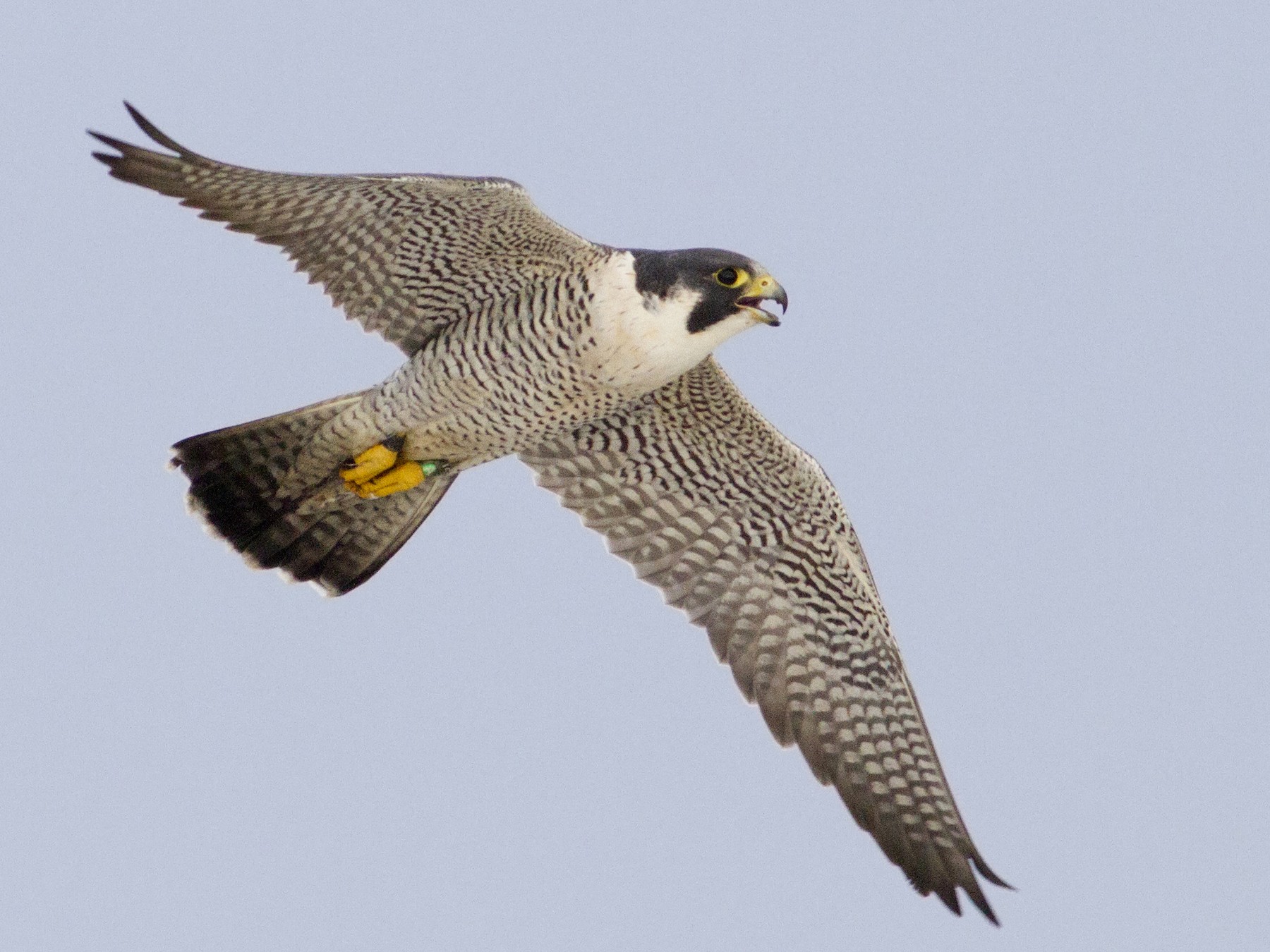 peregrine falcon