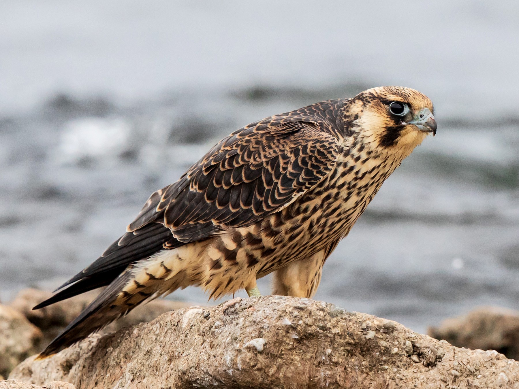 Halcón Peregrino - Brian Stahls