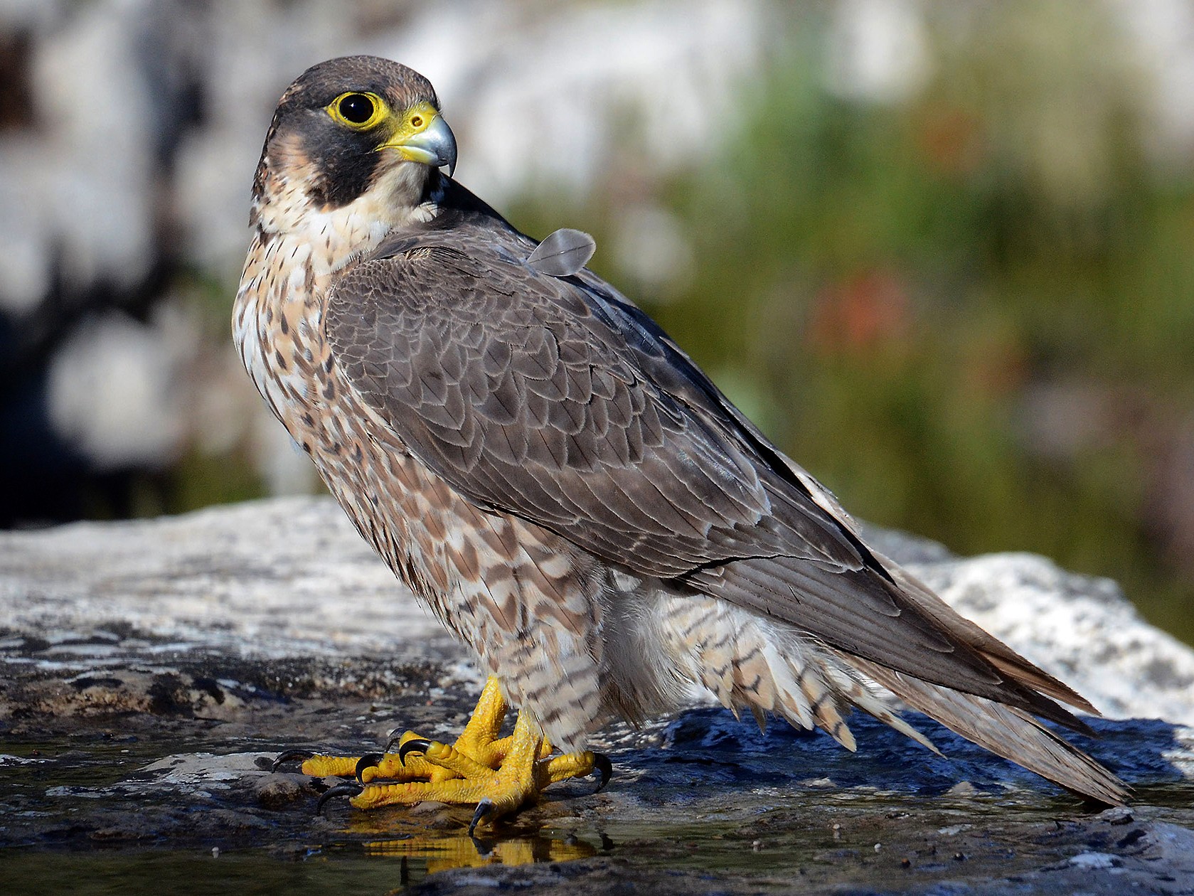 Peregrine Falcon - Juan José  Bazan Hiraldo