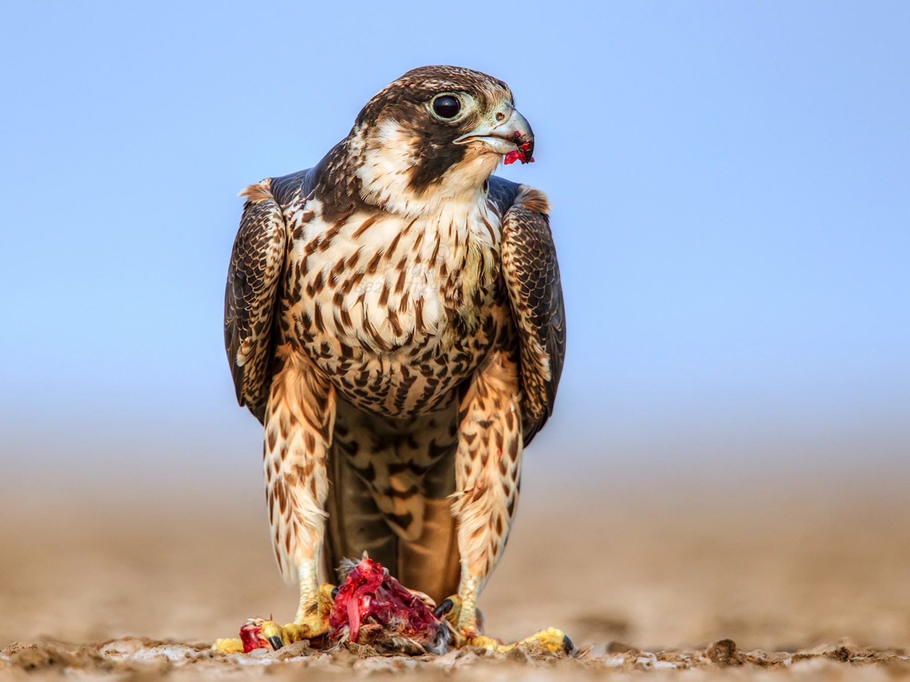 Peregrine Falcon - Manish Panchal