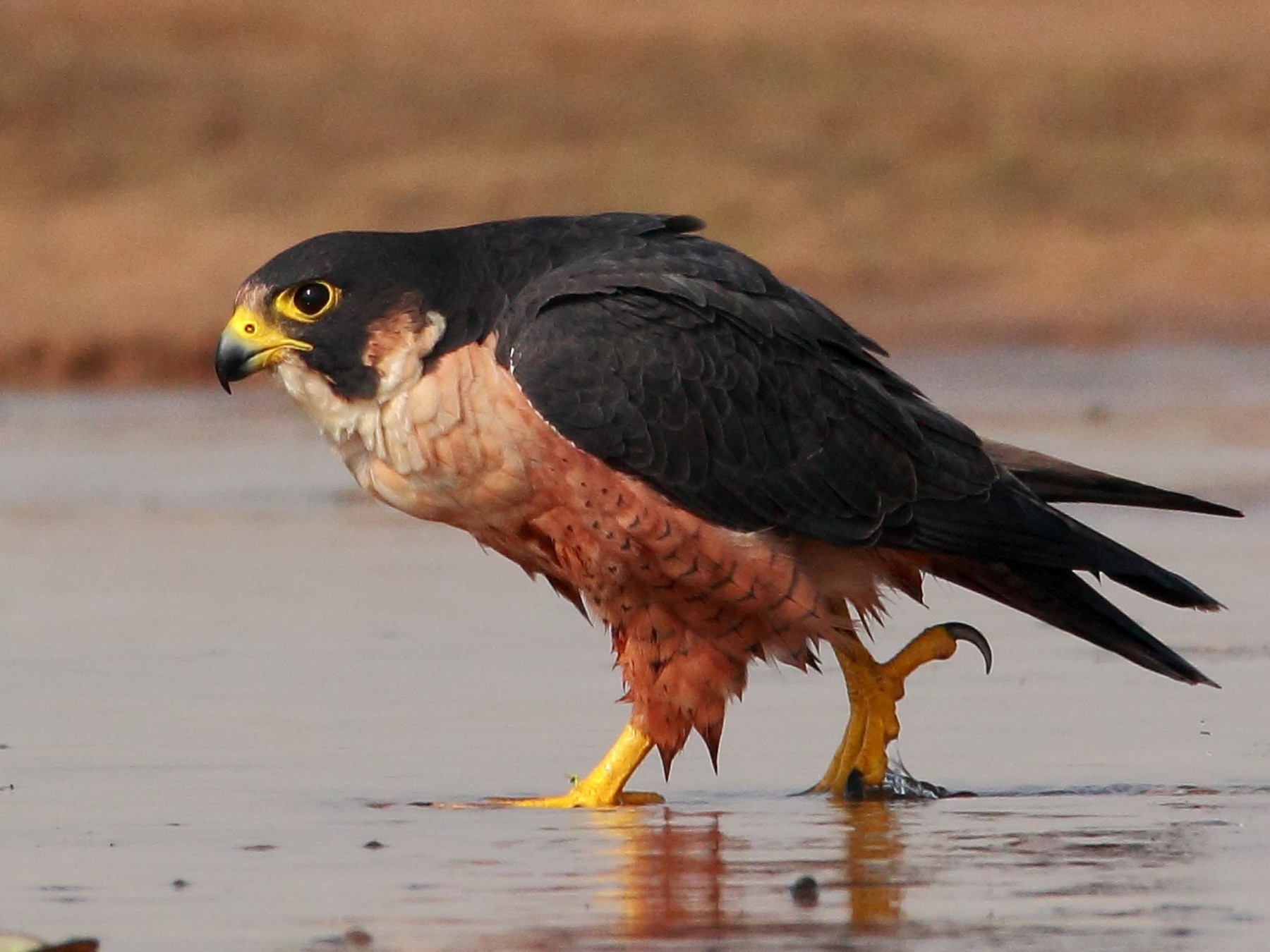 Halcón Peregrino - SANDIPAN GHOSH