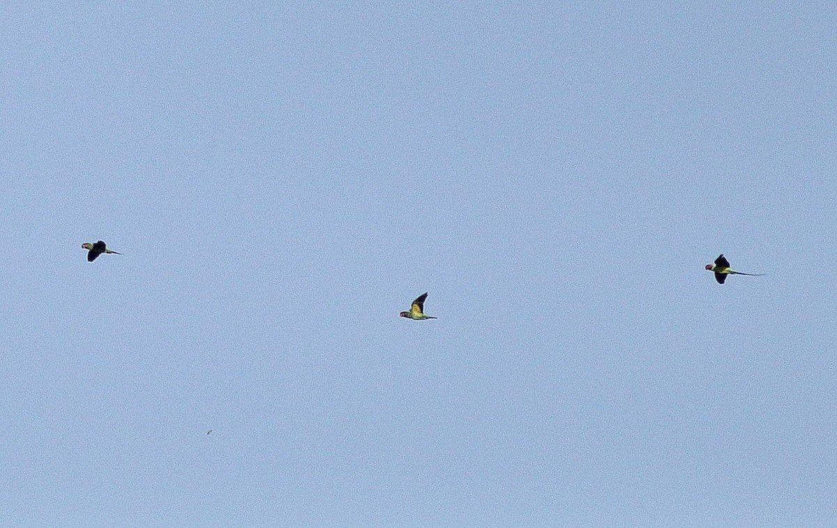 Long-tailed Parakeet - ML303618261