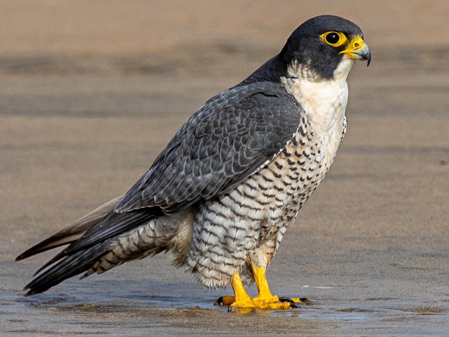 Peregrine Falcon Adaptations: Survival, Diet, Living, Traits - BirdBaron