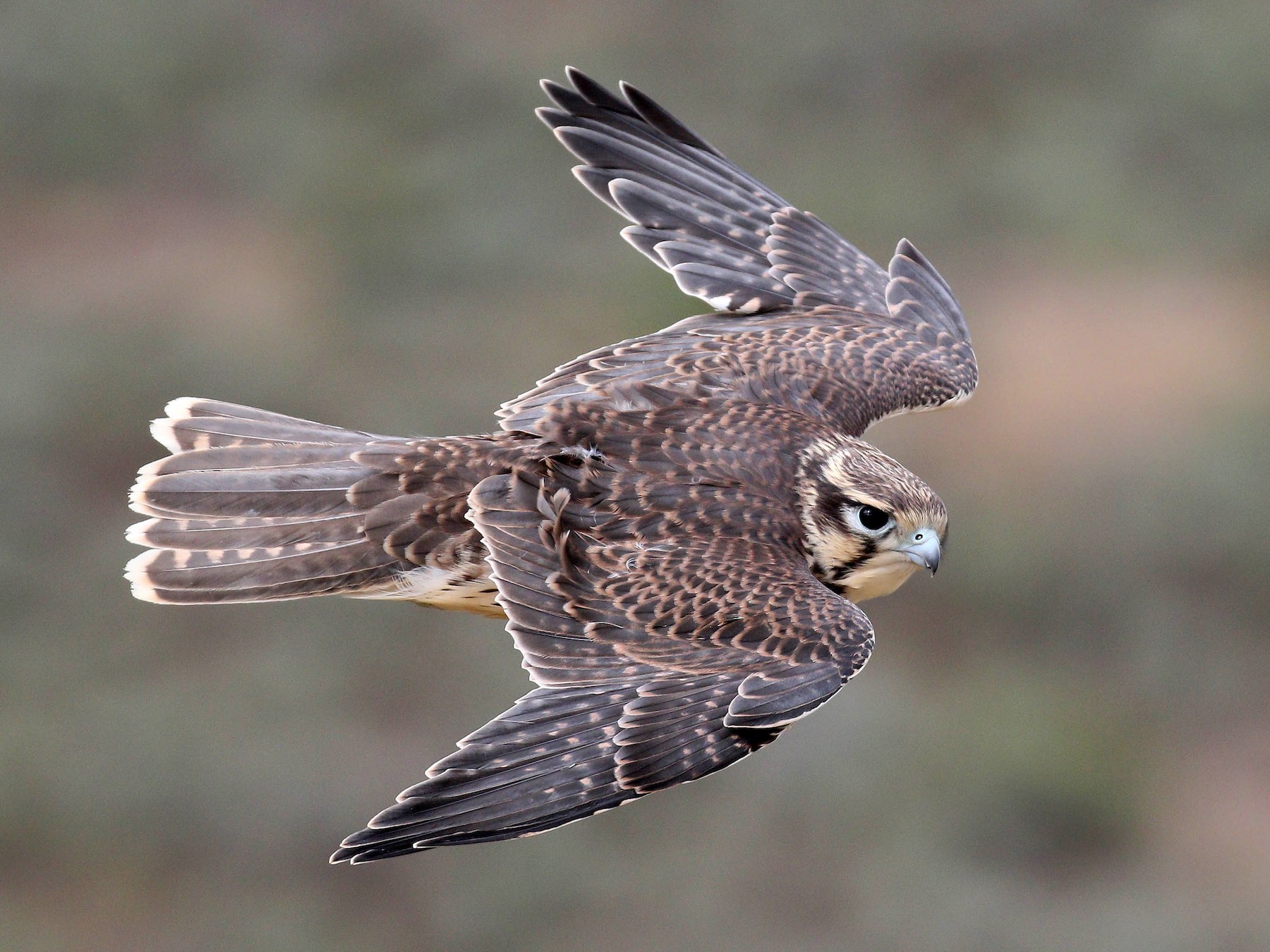 Prairie Falcon - Alex Lamoreaux