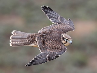 アメリカハヤブサ アメリカハヤブサ - 日本の野鳥識別図鑑