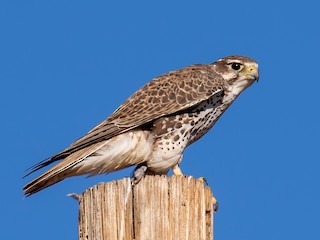 アメリカハヤブサ アメリカハヤブサ - 日本の野鳥識別図鑑