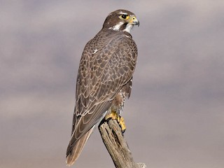  - Prairie Falcon