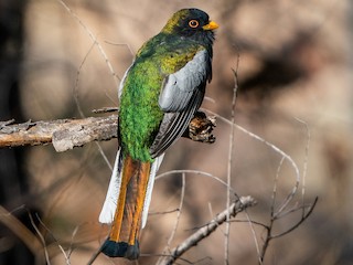 Male (Coppery-tailed) - Shawn Cooper - ML303625691