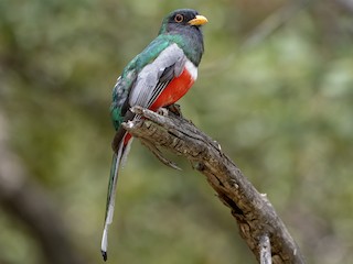 Male (Coppery-tailed) - Bryan Calk - ML303625821
